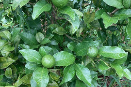 2kg 辺塚ベルガモット　ベルガモット　在来種　小みかん