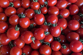 スーパーでは手に入らないミニトマトほのか２ｋｇ（化学肥料不使用）