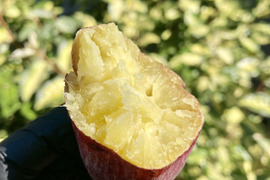 紅はるか　新芋　4,5kg