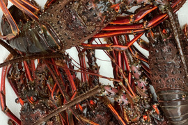 天然物！熱海産！伊勢海老　1キロ