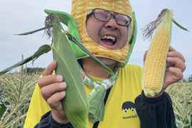 ◎水戸野菜『甘うまトウモロコシー13本入り箱』〜焼きモロコシや冷製ポタージュ、かき揚げ、モロコシご飯にもオススメです！ヽ(^o^)