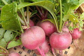 【訳あり】傷あり大きさや形色々です！ラディッシュ★20個入り