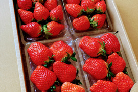 【初摘み】いちご中身おまかせ8パック 【よつぼし】【おいCベリー】【やよいひめ】から収穫開始次第、品種(1から2品種)とサイズは、おまかせでお届け‼︎ 朝採りをその日のうちに発送します(^^)