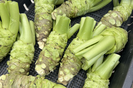 【産地直送4月21日収穫分】創業125年安曇野の湧水育ち。安曇野産本生わさび。貴重な大サイズ３００ｇ。新品種。