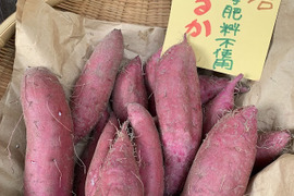 ＜実りの秋②＞自然栽培　農薬・化学肥料不使用　紅はるか2.5K　さつまいもご飯レシピ付き