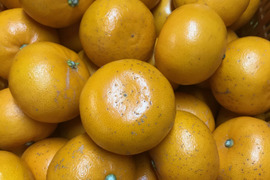 柑橘の大トロ　せとか（訳あり5㎏）