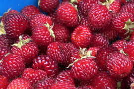 珍しい大粒なフレッシュラズベリー！700g