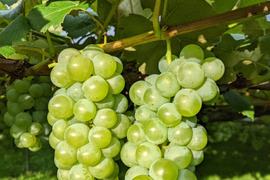 日本有数の産地　長野県塩尻市桔梗ヶ原から「ナイアガラ」ぶどうをお届けします！