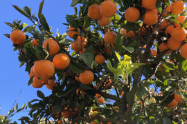 【樹上完熟】『濃厚　興津早生みかん(風のいたずら）』　5kg