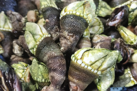 【磯の珍味】ぷりぷりっカメノテ！（約120g入り×5袋）