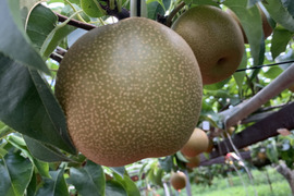 【期間限定】【豊水】我夢舎羅村　5キロ