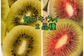 旬のキウイ2品種大玉2.0kg🥝【希少品種レインボーレッド・大人気イエロージョイ】農薬不使用✨️どちらも甘くてとってもジューシー‼️B品のおまけ付き😋