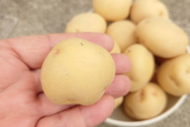 Sサイズ【キタアカリ】3kg/箱　(S=30～70g/粒）