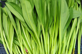 随時出荷中！行者にんにく1kg　「やわらか若葉」幻の山菜