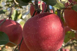 サンふじ　信州産　訳あり品　約10kg