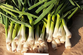 売り尽くしセール❣訳あり 葉ニンニク1ｋｇ　レシピ付き