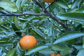 べにばえ（無農、ノーワックス）