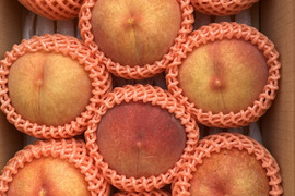 希少な桃！果汁たっぷり！ゴールデンピーチ 信州産 3kg（7～11個）