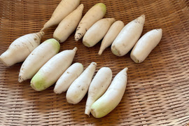 おろしそばに最適!　越前福井産辛味大根　2kg
