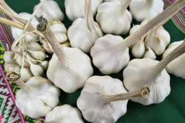 愛情たっぷり育てたにんにく1ｋｇ　約15玉分　パチャママ農園