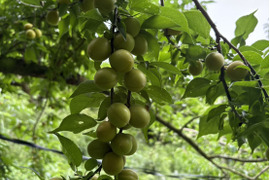 梅干しや酢漬けに！ころころ丸い小梅 4kg