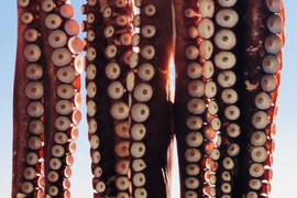 【北三陸田野畑産】　茹で水タコ　足約1kg