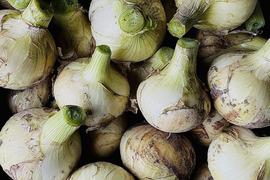 【ひょうご安心ブランド認証！】トロトロ甘々❤︎ 初モノ　淡路島　超極早生　新玉ねぎ　9.5kg