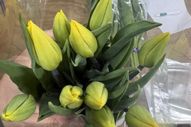【期間限定】日持ち処理済！新潟の『チューリップ』切花（黄/桃）各10本