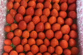 【新品種べにたま】小粒たっぷり１Kg ついに解禁🍓