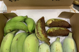 予約販売2ヶ月〔自然栽培〕ワクワクバナナ