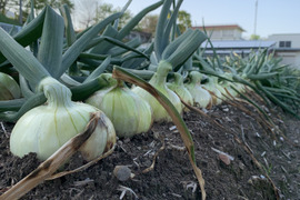 【母の日ギフト】🧅新玉ねぎ入り野菜セット🥦🥬　シャーロットオニオン　玉ねぎ大国淡路島からの玉ねぎ　淡路島極熟玉葱