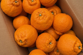 完熟★樹上熟成不知火　愛媛産　家庭用3キロ