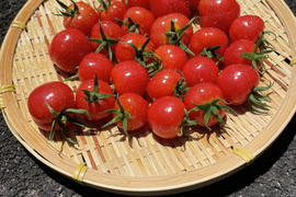 【プチぷよ】　薄皮プチトマト　新食感