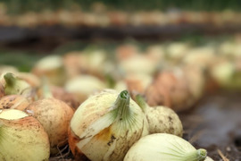 【選べる】オーガニック野菜セット(9品)