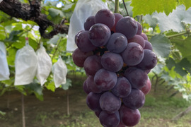 【赤秀】朝採れピオーネ｜農家直送1.2kg（600g×2）