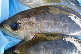 旬の魚をぜひ✨獲れ次第発送‼️１kgセット！鮮度抜群血抜き済みイサギ(イサキ)2〜3匹