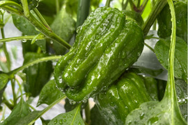 【子供も喜んで食べる🫑】　朝採れ発送！　兵庫県香美町産「たじまのピーマン１ｋｇ」