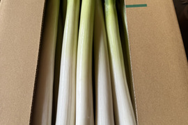 甘い長ネギ【夏扇パワー】有機肥料栽培　除草剤不使用　群馬県産　20本　Lサイズ(1,5cm以上)