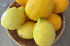 【数量限定・訳ありでお得】
マイヤーレモン／ビラフランカ／璃の香
3種おまかせレモンセット