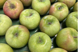 甘くない贅沢！これぞグラニースミス３㎏（７～１２玉）