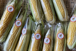 【甘さ自慢】オーガニックとうもろこし　12本セット（4.5kg・サイズ混合）