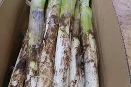 【福袋】【4本増量❗️❗️】✅鍋・すきやき用【極太2L／超極太3L混合】✅20本❗❗✅至福の極甘ネギ✨信州産✨【特別栽培】✨【無消毒栽培】