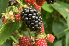 ブラックベリー 冷凍の通販｜食べチョク｜産地直送(産直)お取り寄せ