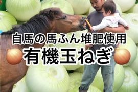 【自馬の馬ふん堆肥使用】玉ねぎ5kg