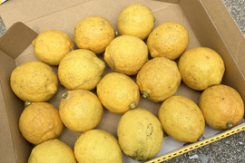 訳あり小ぶりレモン1.2㎏◆農薬不使用◆広島県産レモン　数量限定