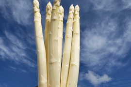 鮮度抜群！那須高原ホワイトアスパラ太め900g