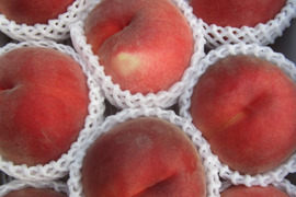 川中島白鳳【夏ギフト】お中元好適品　長野県オリジナル品種　贈答用　2.8キロコース
