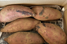 期待の新製品❣️ホクホク栗かぐや(ちょっと大きめ2Lサイズ3kg)