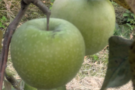 アップルパイにはこのりんご！グラニースミス　約3kg