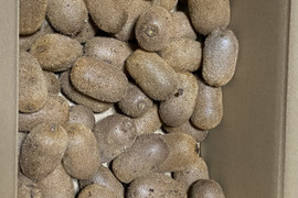 【清流育ち】キウイフルーツ香緑